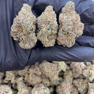 CHEETAH PISS WEED STRAIN