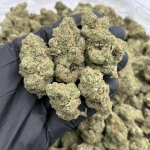 MIMOSA STRAIN