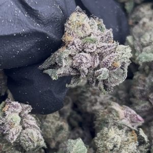 WHITE RUNTZ STRAIN