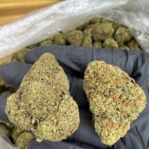 GUMBO GELATO STRAIN