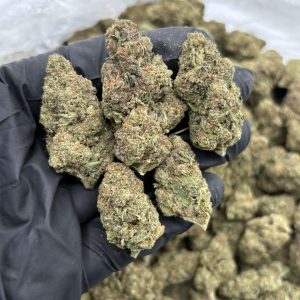 BACIO GELATO STRAIN